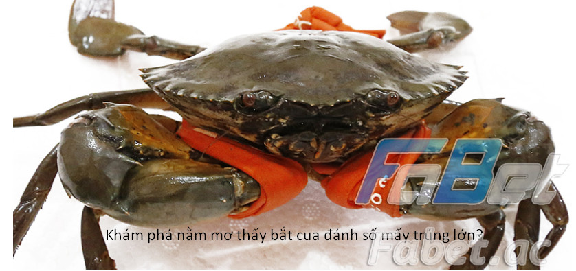Khám phá nằm mơ thấy bắt cua đánh số mấy trúng lớn?