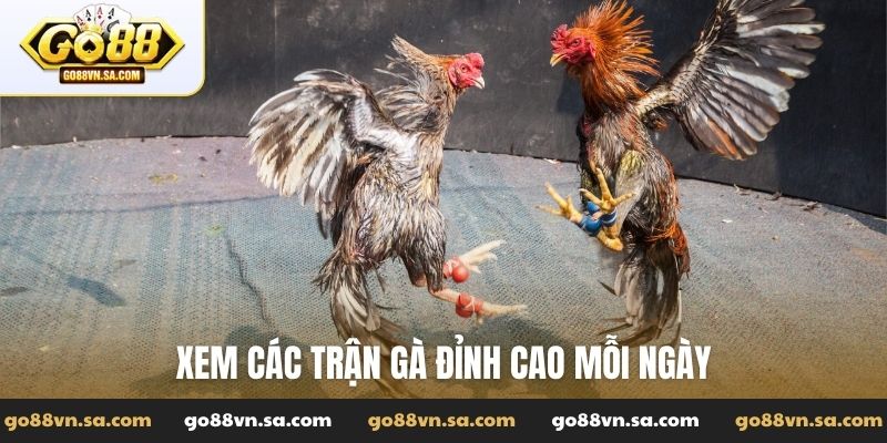 Xem các trận gà đỉnh cao mỗi ngày