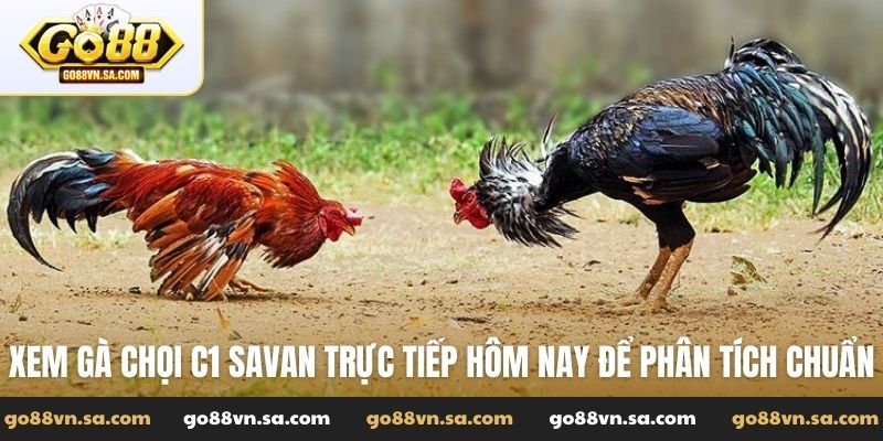 Xem gà chọi C1 Savan trực tiếp hôm nay để phân tích chuẩn